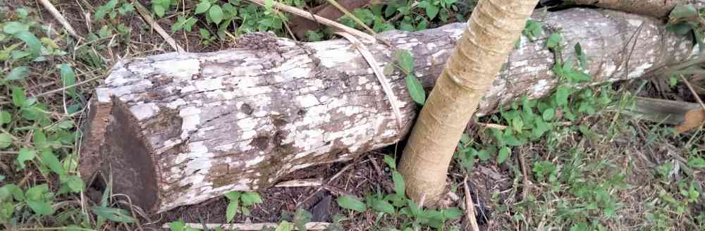 Two old coconut trees for sale
