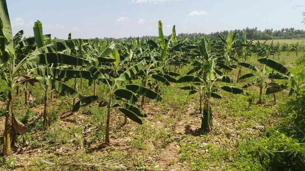 Land for sale