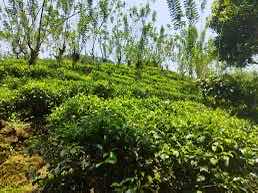 Tea land for sale