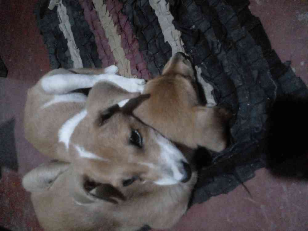 Dogs for free