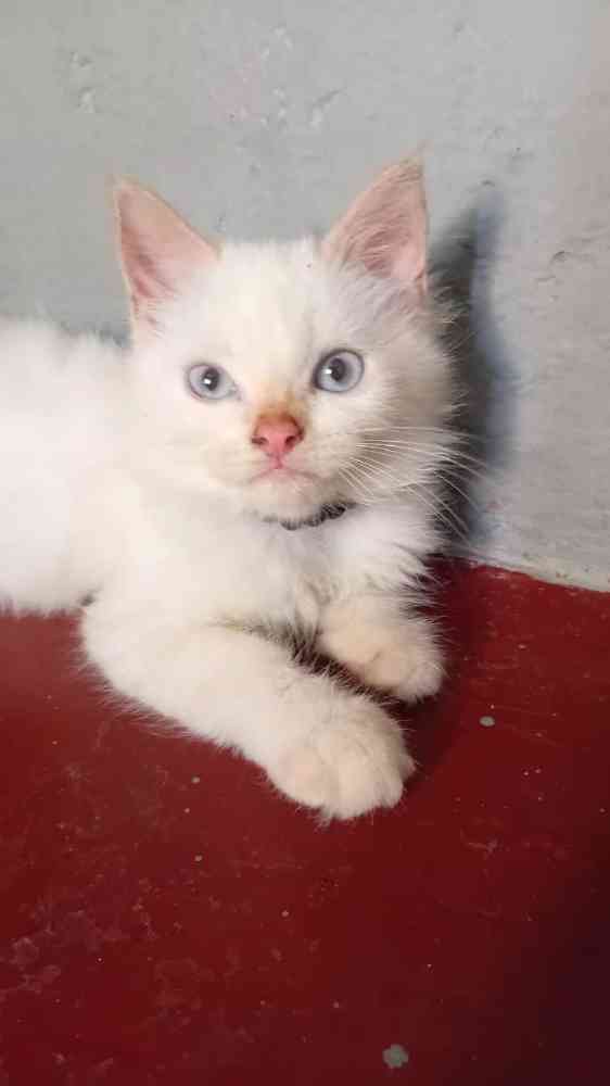 Persian kitten