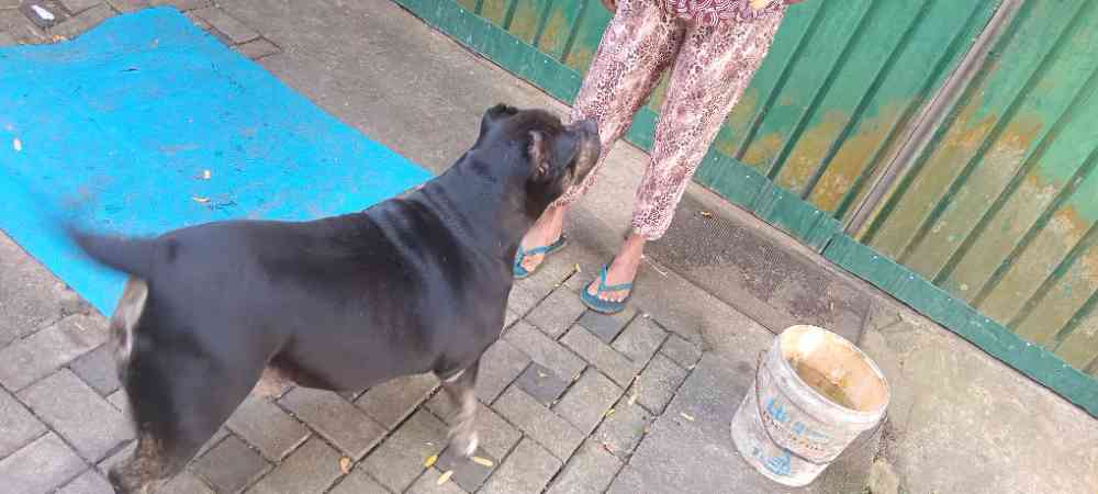 American bully