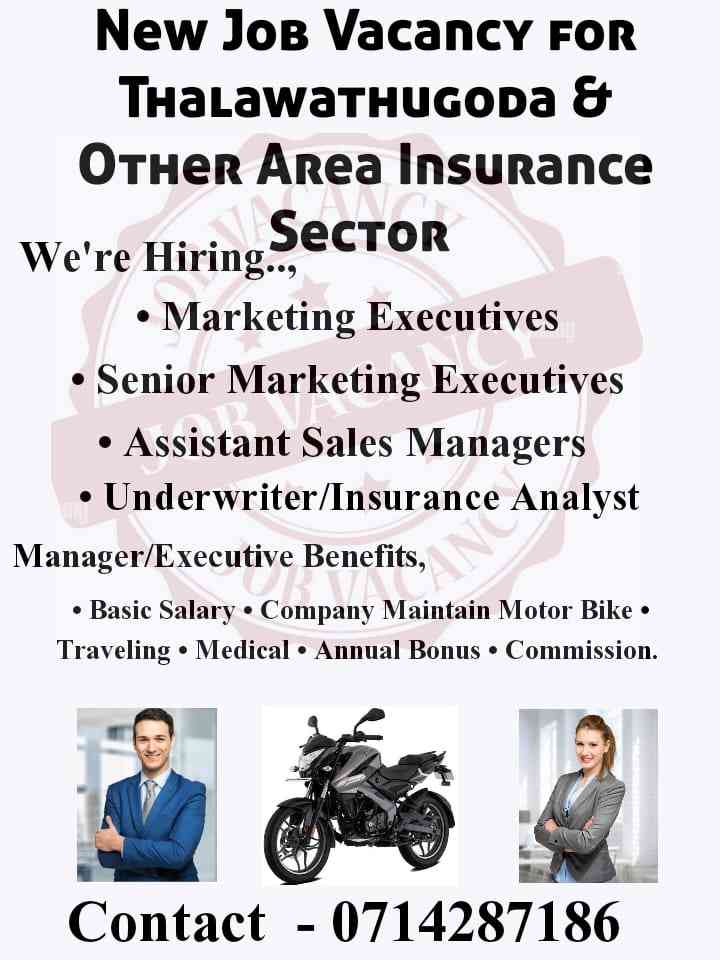Marketing executive/ assistant sales manager