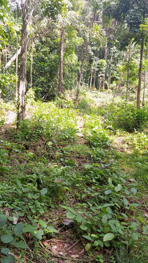 Land for sale