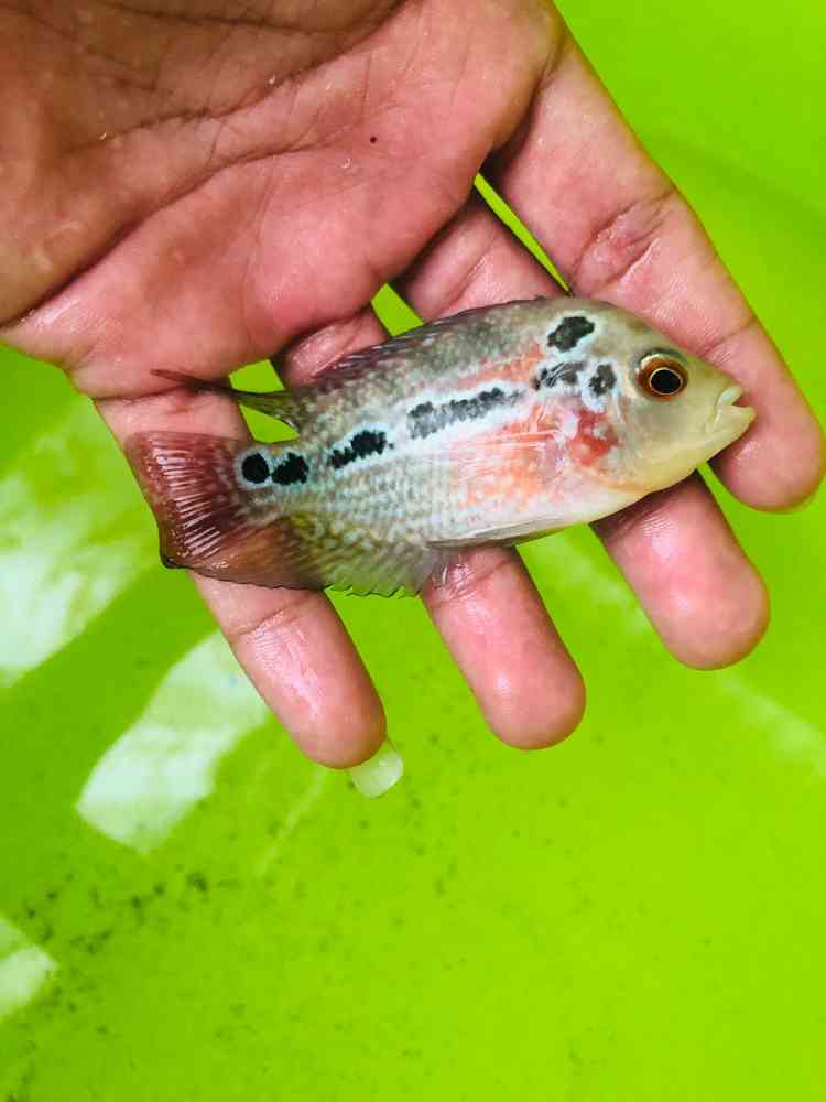 Flower horn fish