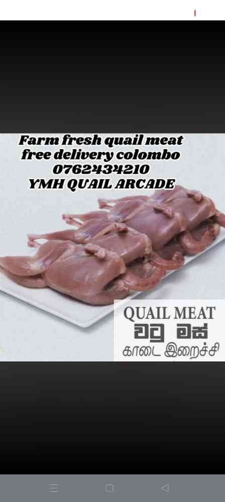 YMH Quail arcade free delivery