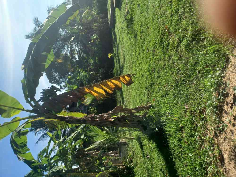 Land for sale
