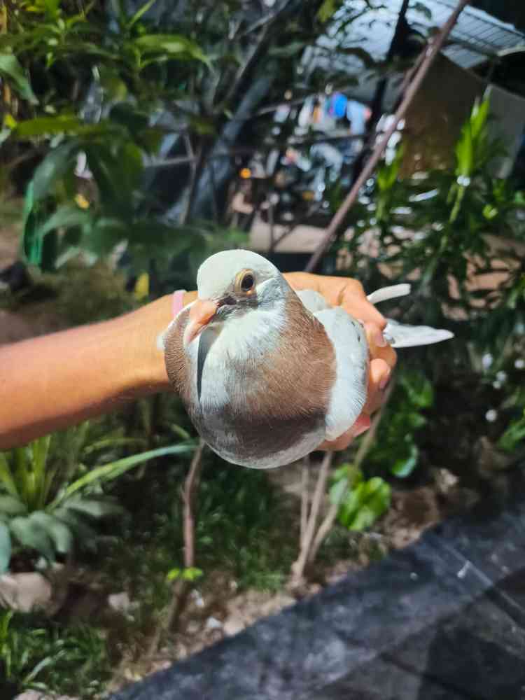 Pigeons