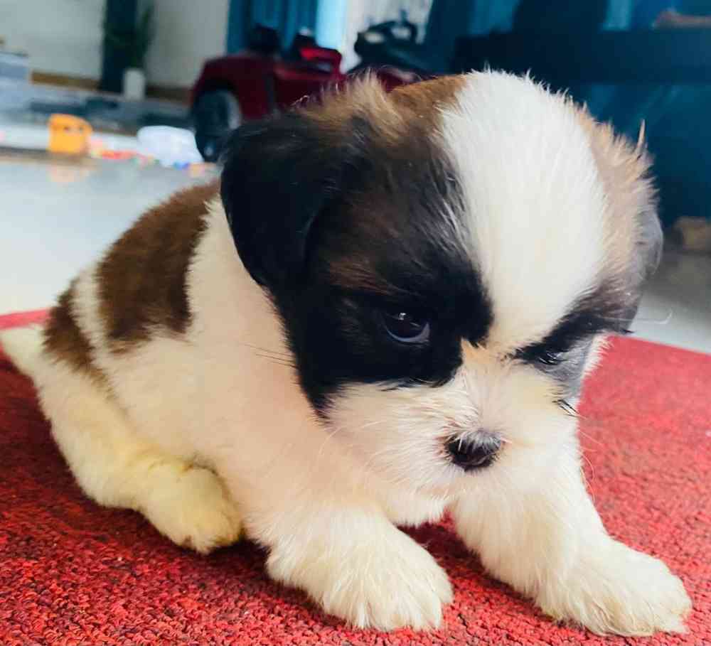 Shitzu male puppy