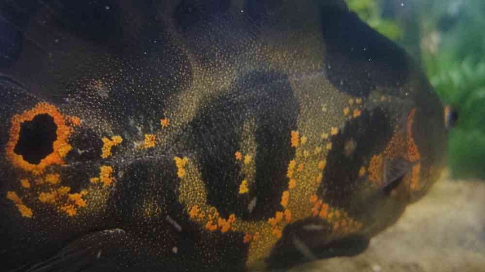 Premium tiger oscar for sale
