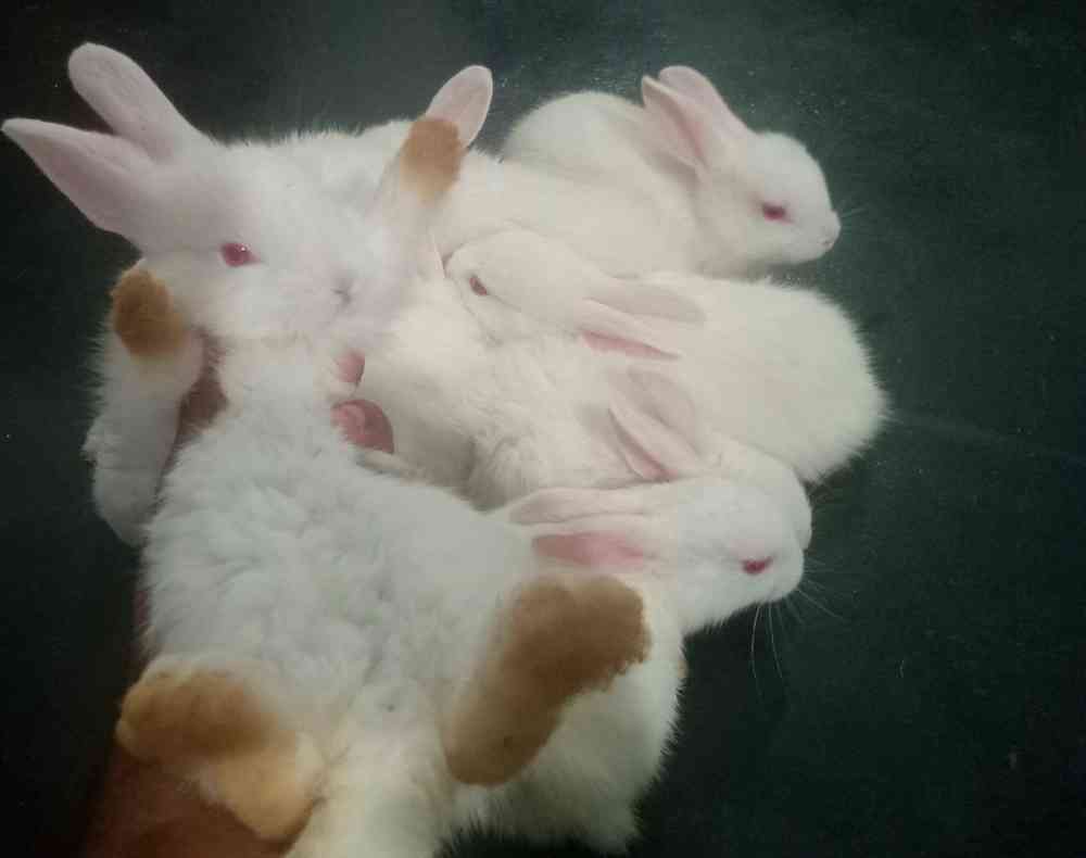 White bunny