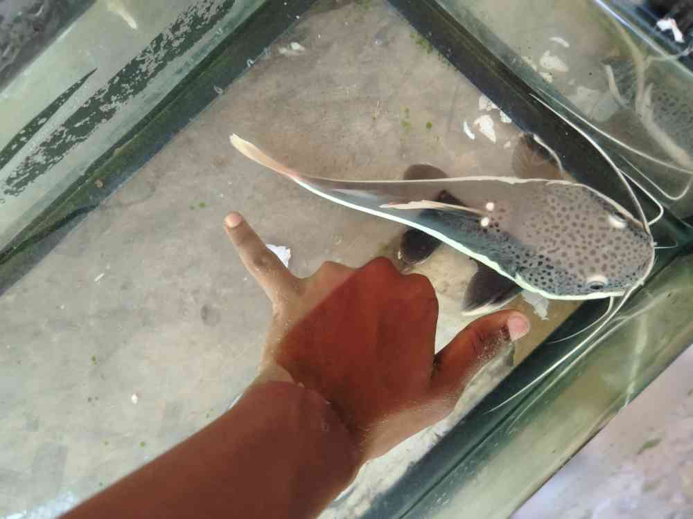 Red tail catfish