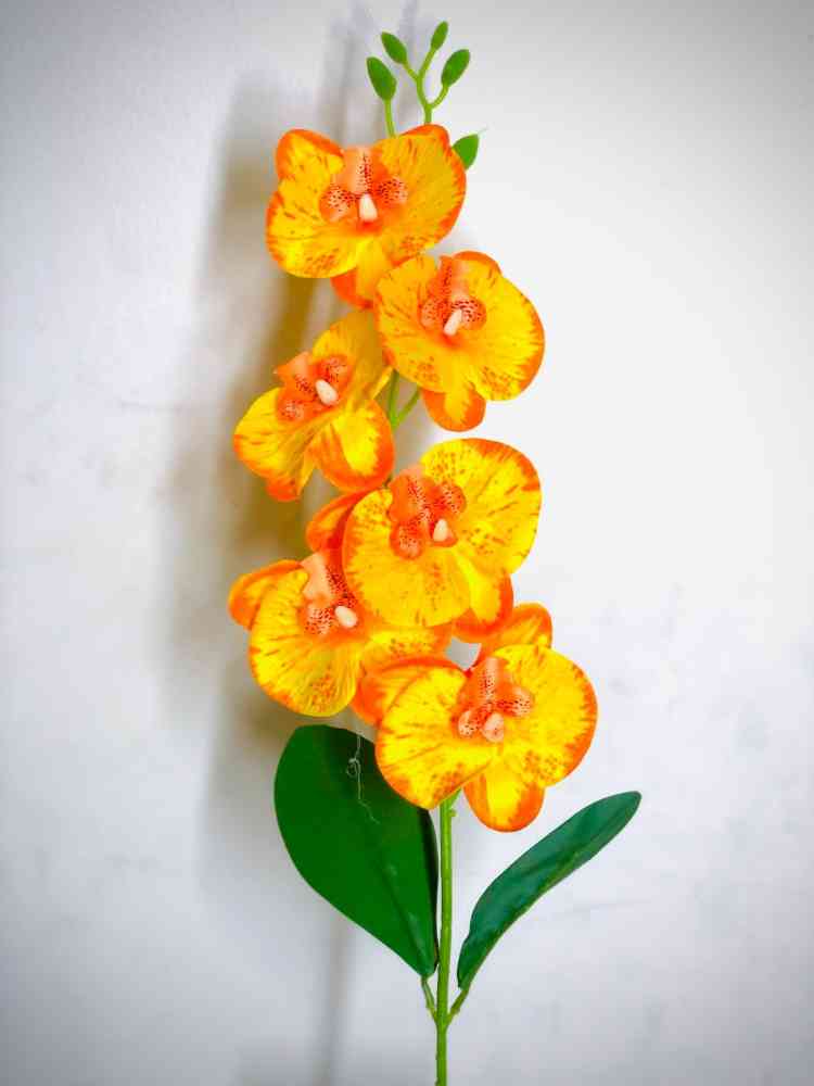 Beauty flowers