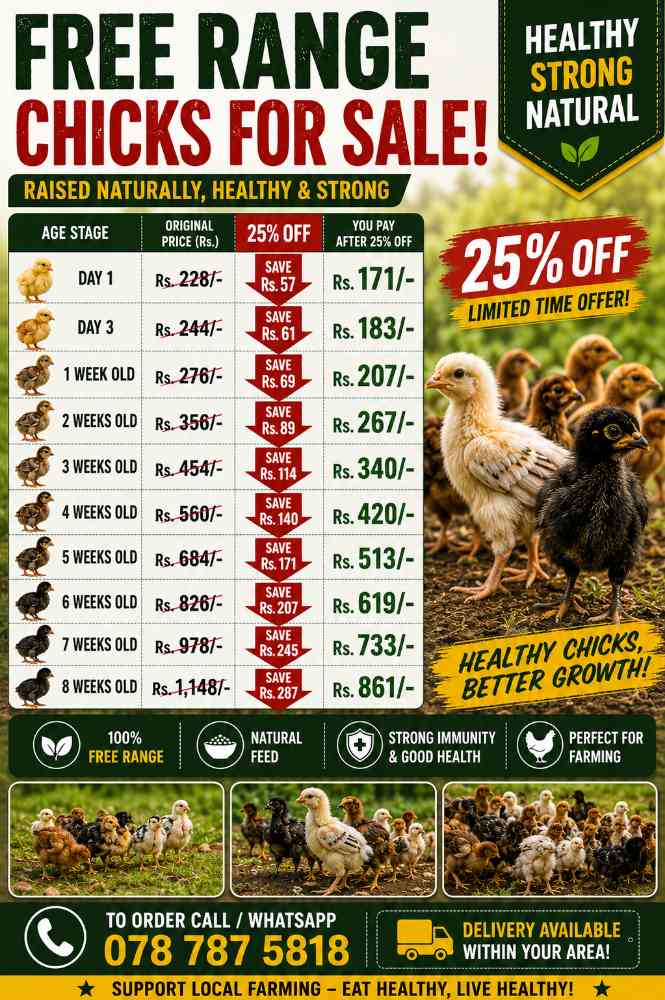Free range chiks for sale