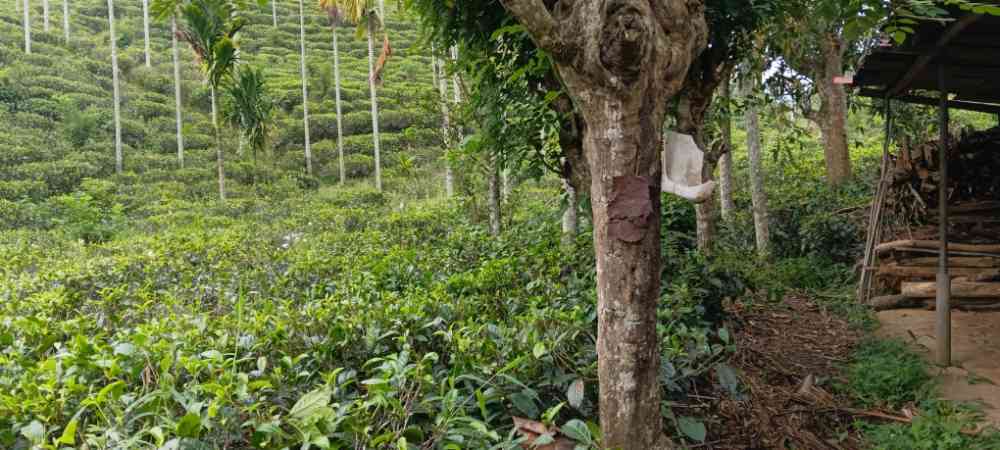 Land for sale in pilimathalawa
