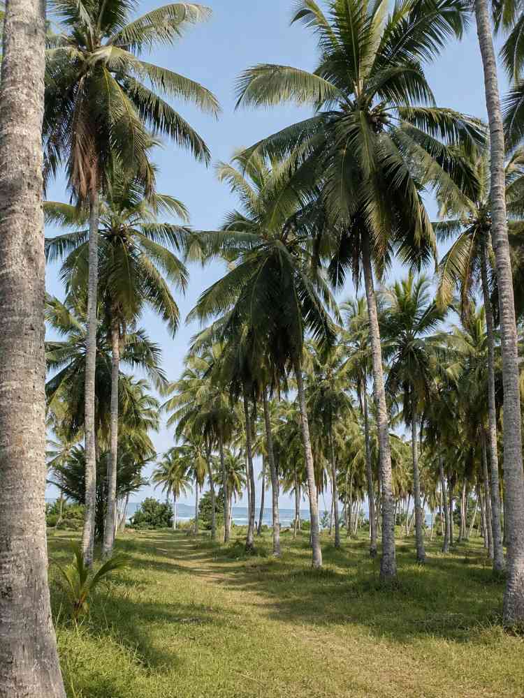 12½ Acres lush garden for sale