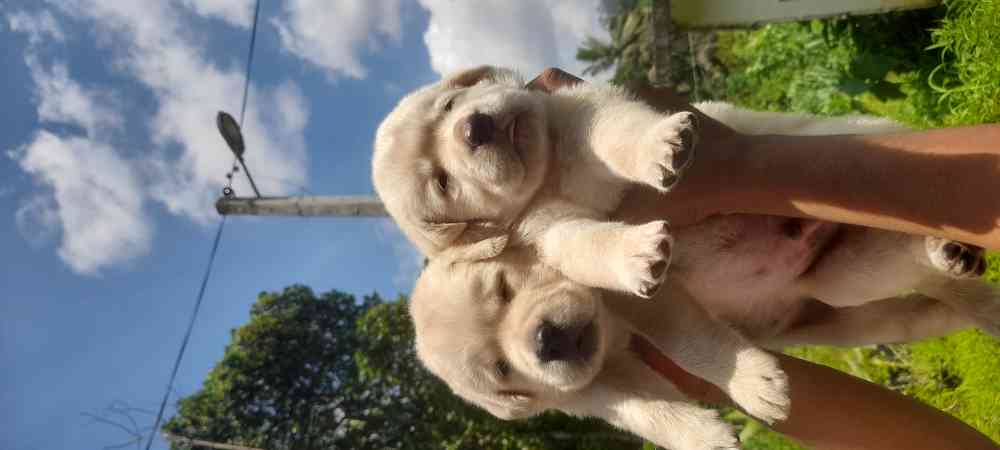 Labrador puppies