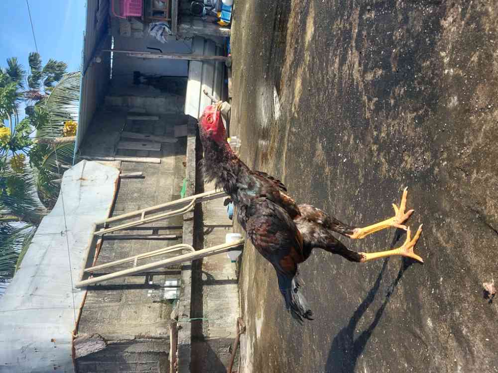Koli rooster